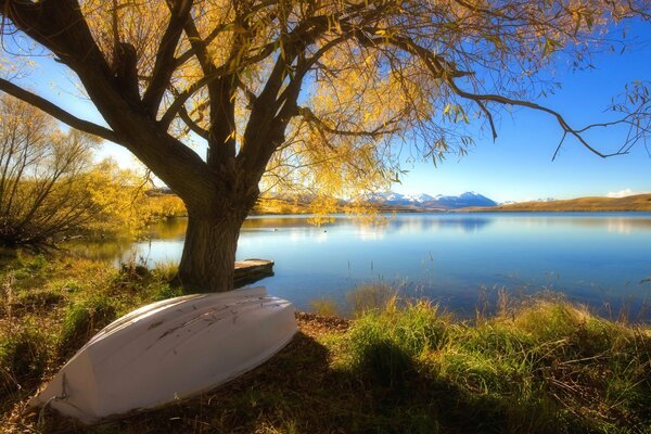 Barca sotto un albero in autunno vicino al lago