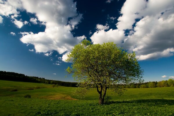 A lonely tree in a summer field