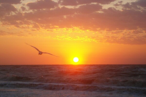 Sea gull on the background of sunrise