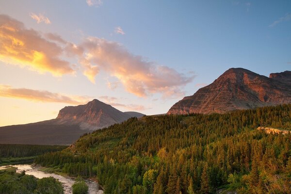 Dense forest on the background of mountains