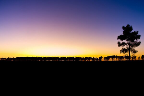 Albero solitario su sfondo giallo viola tramonto