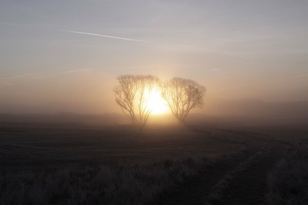 Zwei Bäume vor dem Hintergrund des Sonnenaufgangs, auf einem großen Feld