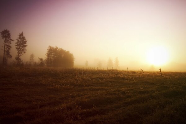 A field with trees at sunrise. Fog