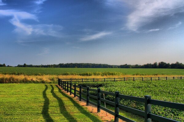 Farm, planted field