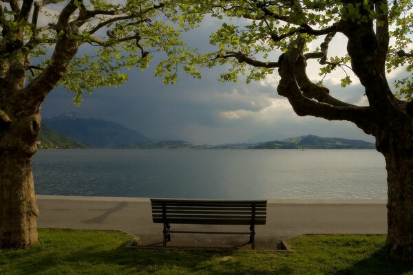 Bench under a tree by the lake