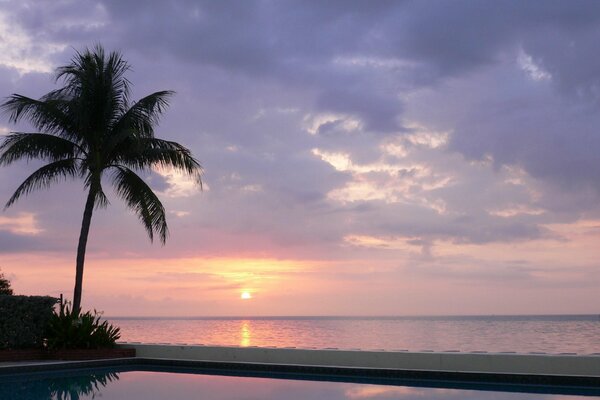 Einsam stehende Palme zwischen Pool und Meer