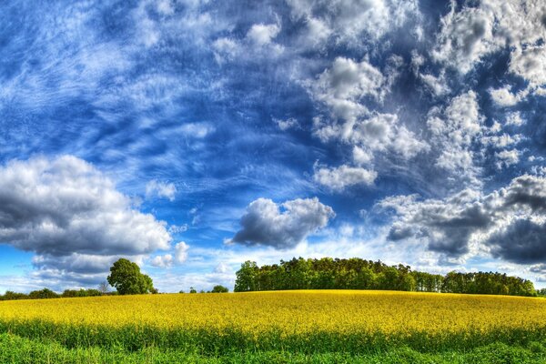 Campo amarillo contra el cielo azul