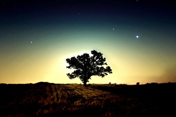 Albero solitario la sera contro il cielo stellato