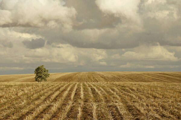 A lonely tree in a field