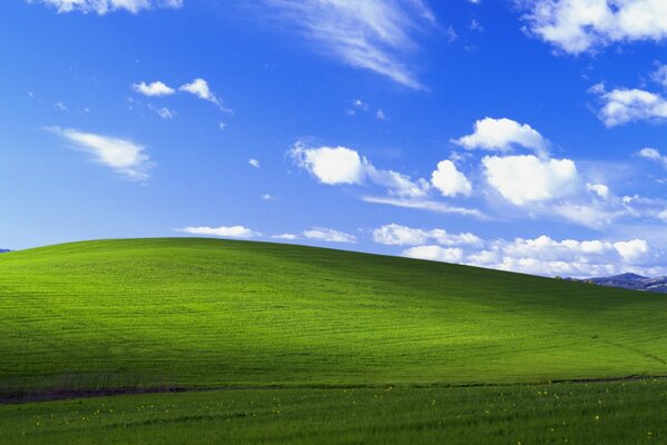 Sonniger Sommernachmittag auf dem Feld