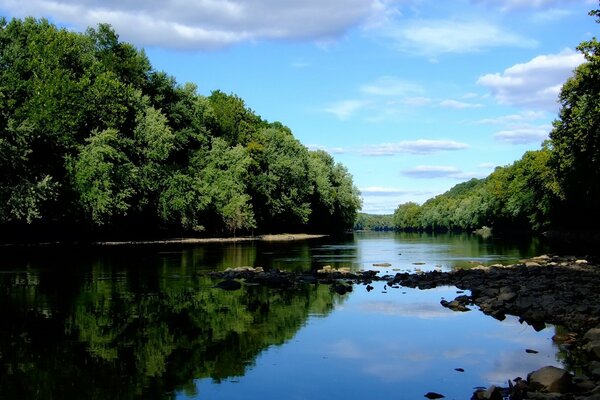 Wald Fluss unter klarem Himmel