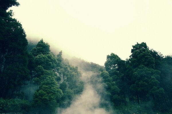 Fog spreads through the forest