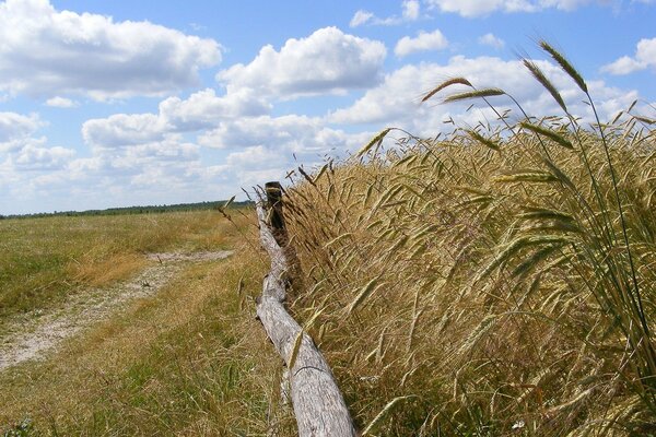 Осенние поля колосков под облаками