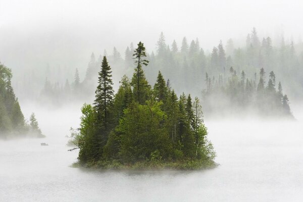 Wyspa zielonego lasu we mgle