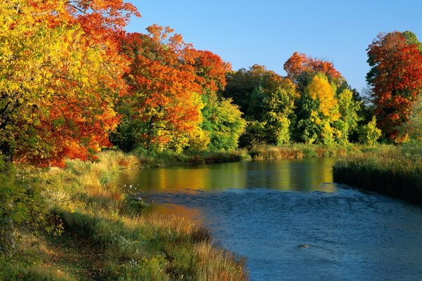 Trees turn yellow on the river bank