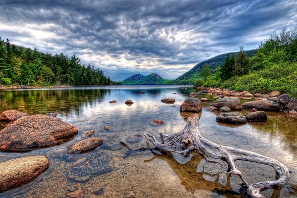 Madera flotante y piedras en el lago, a los lados de los cuales el bosque verde