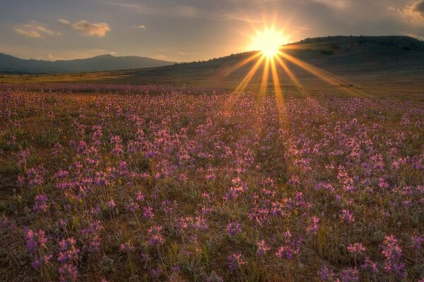 Beautiful sunset on a flower meadow