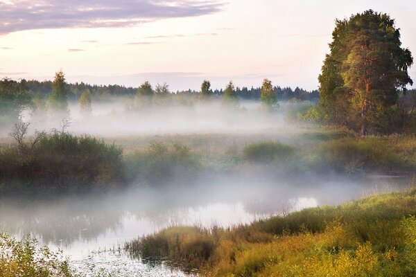 Le brouillard a couvert les arbres et les marais