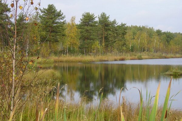 Alberi e foresta sopra il lago