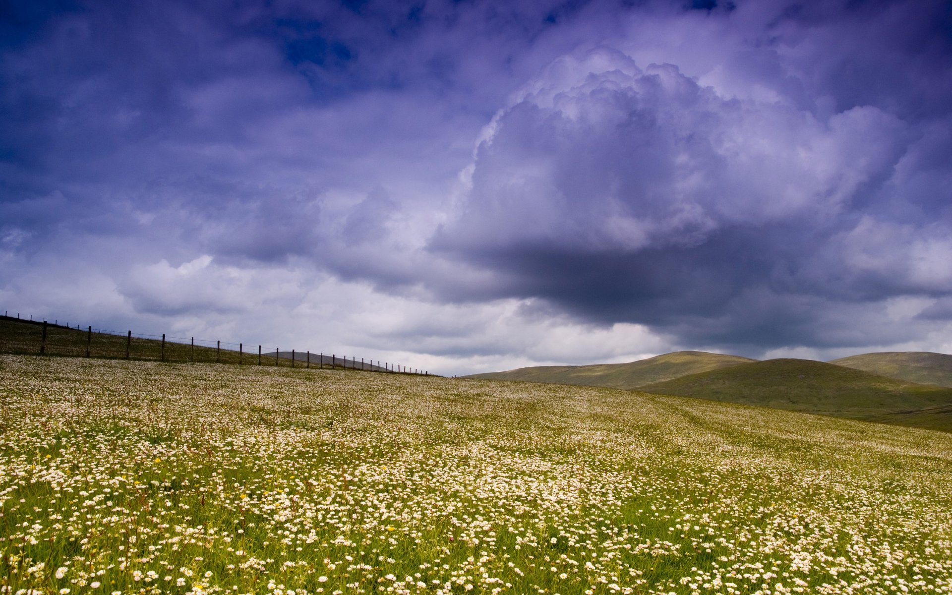 campo recinzione nuvole cielo fiori