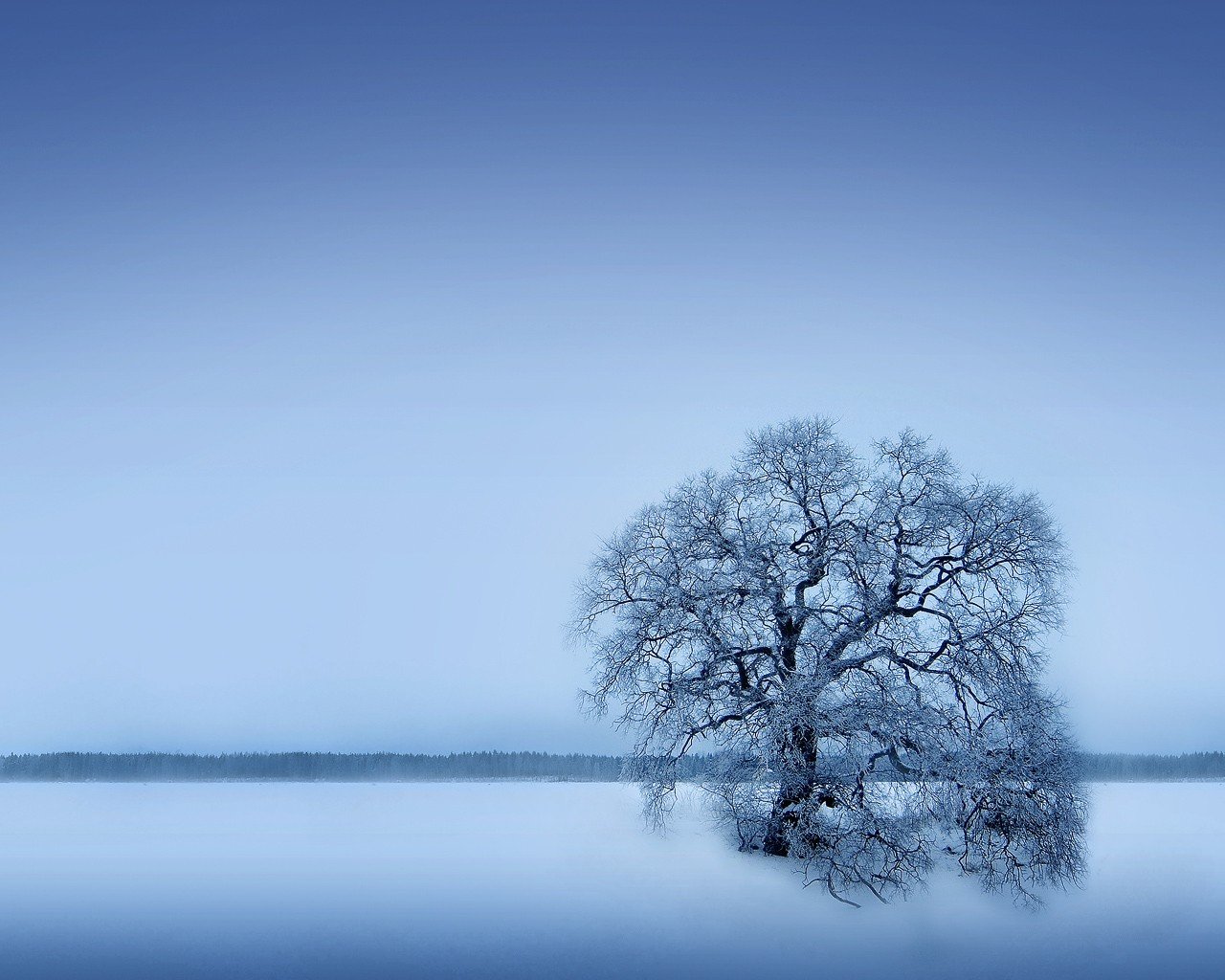 arbre hiver neige