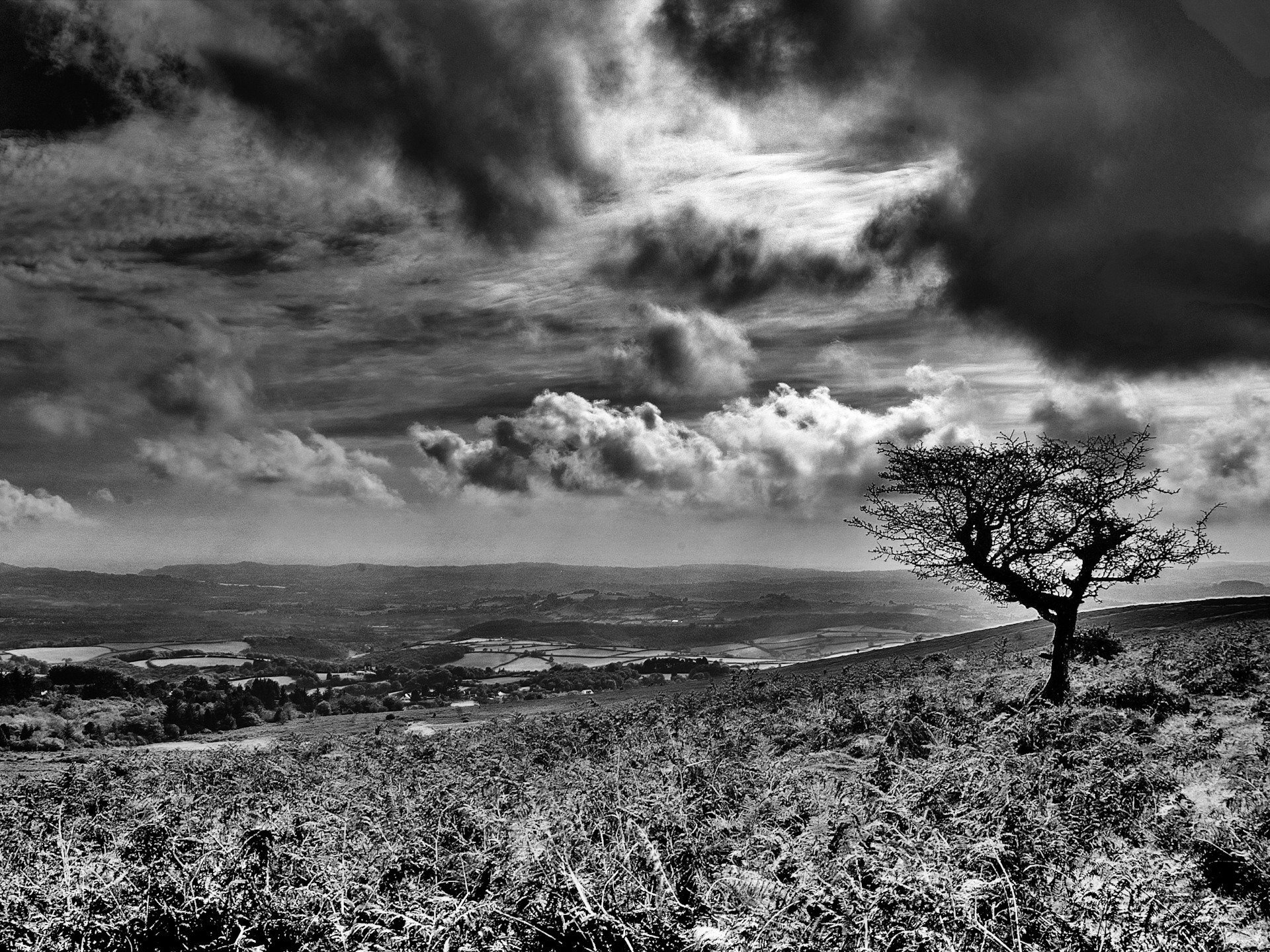 nuages arbre noir et blanc