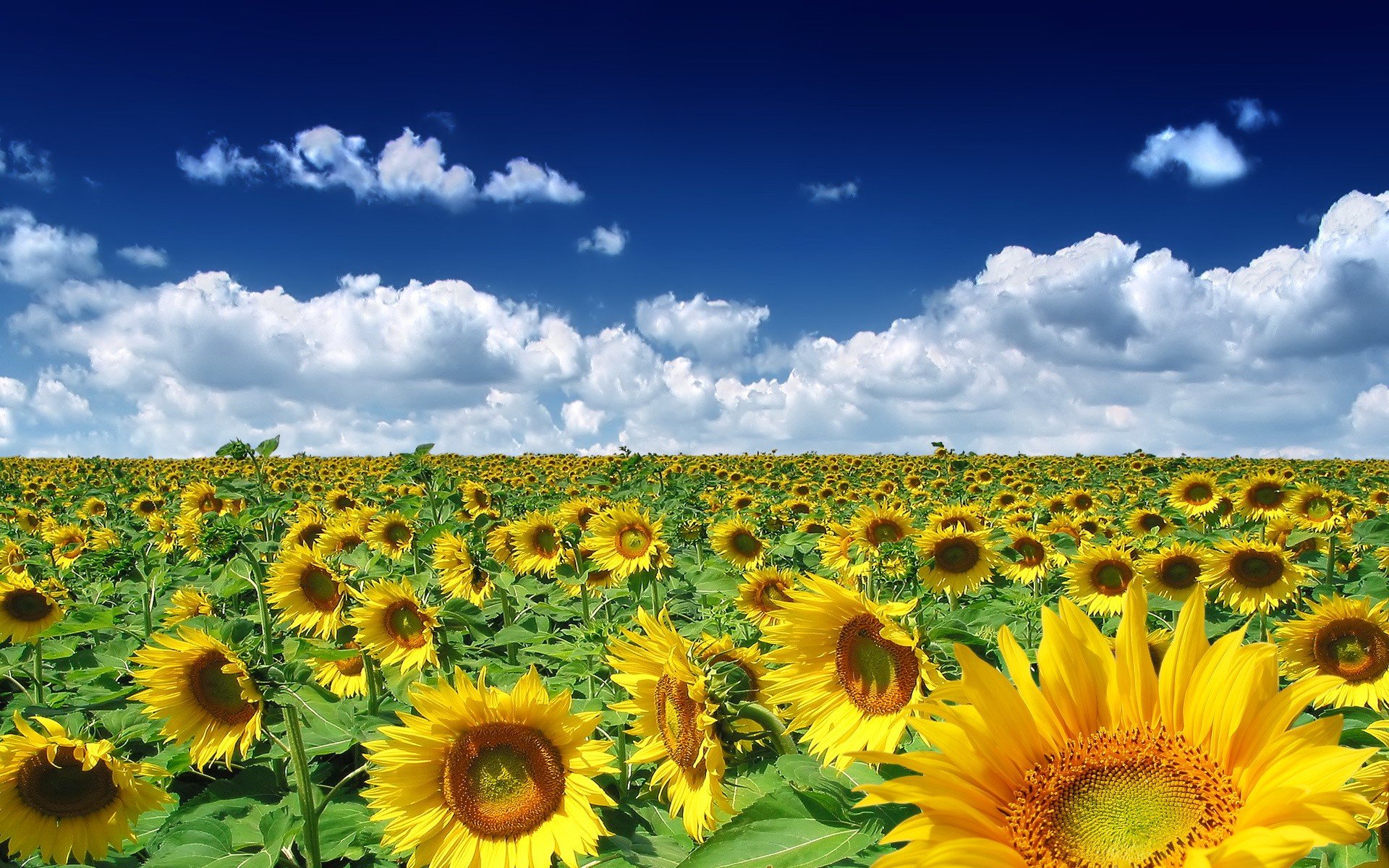 girasoles campo nubes