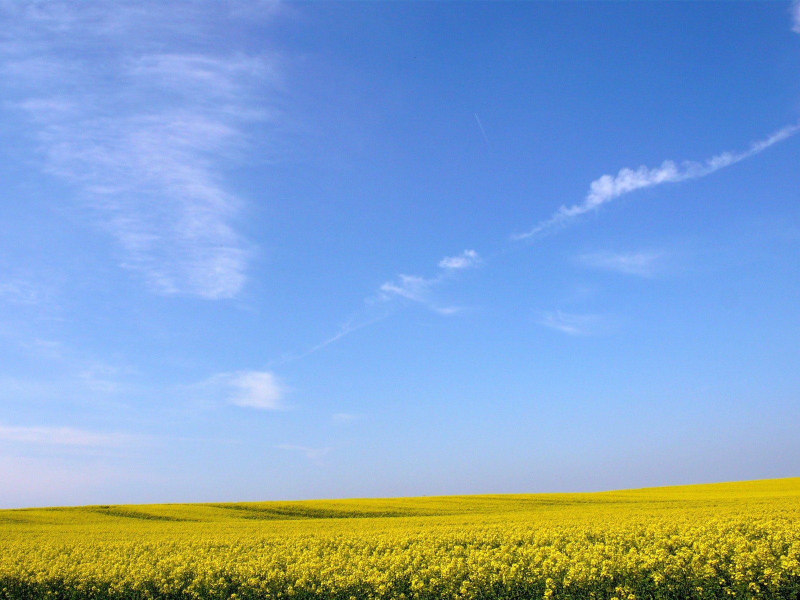 yellow the field flower sky