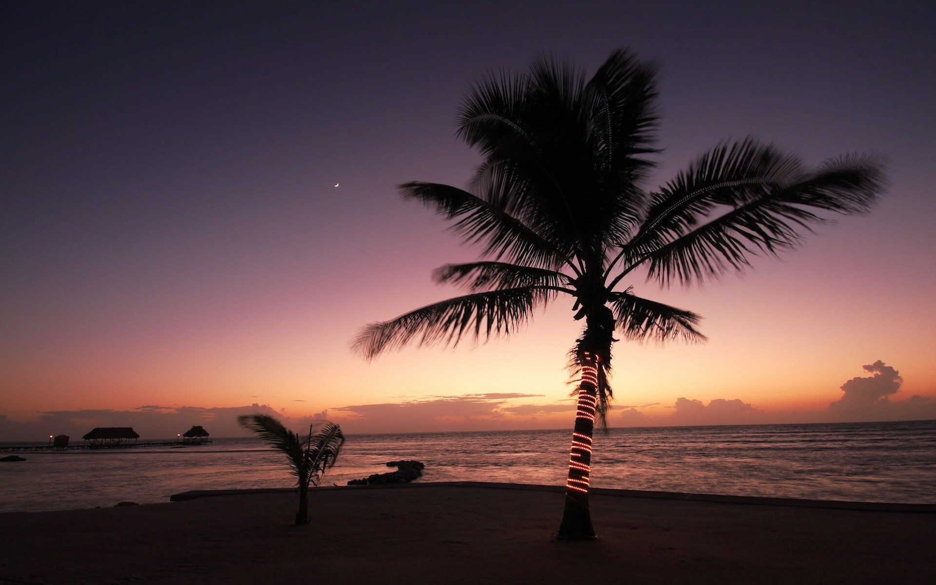 palmeras costa mar noche