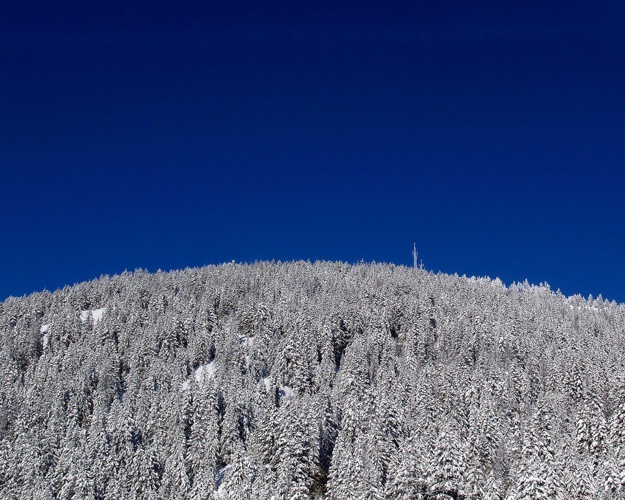 azul árboles invierno nieve