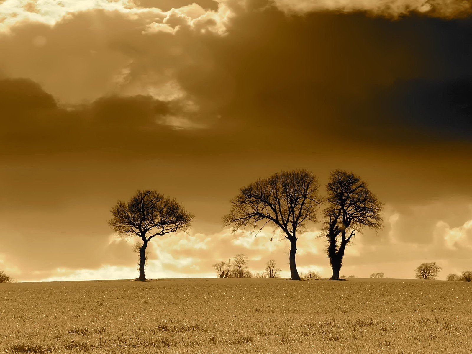 drzewa chmury pole sepia