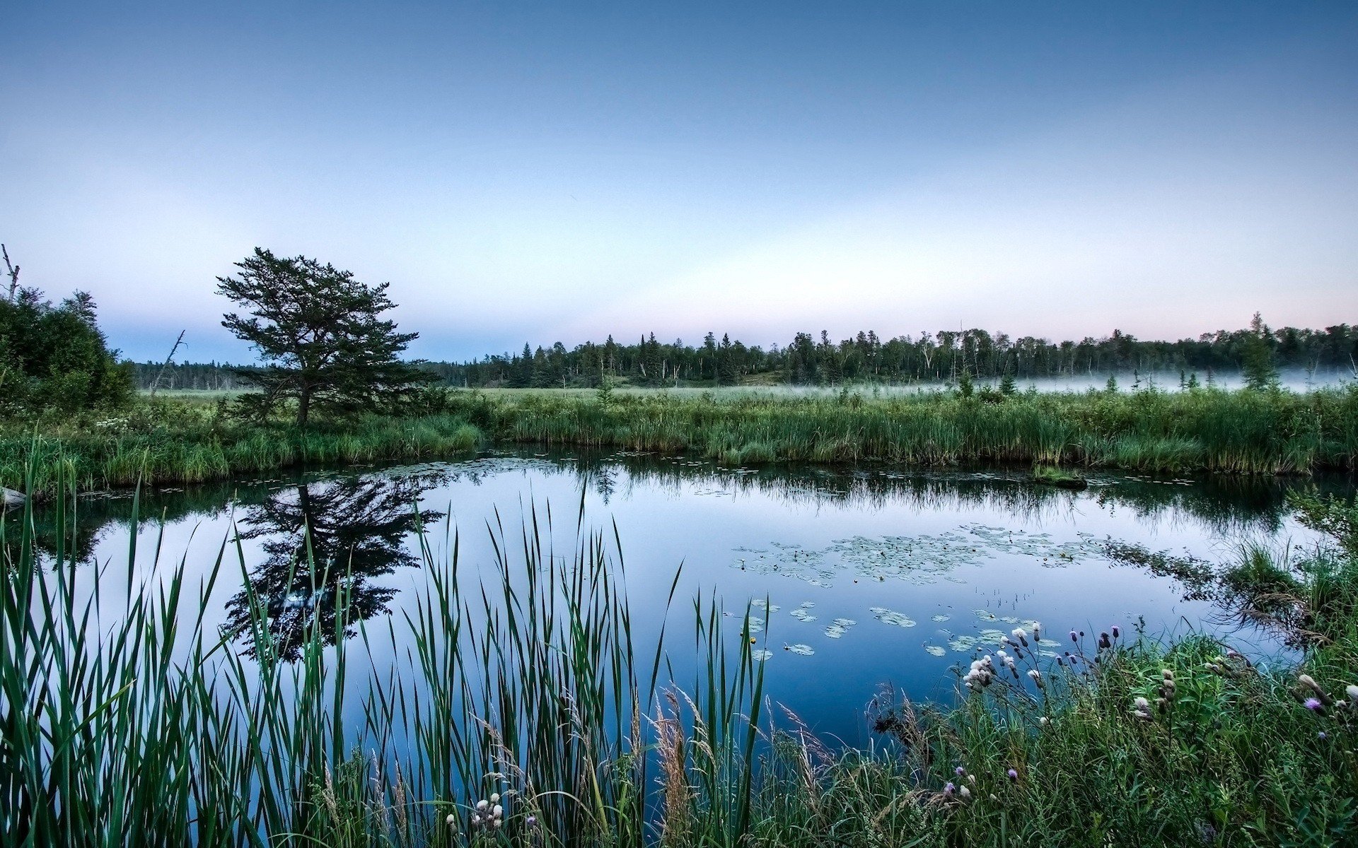 bog grass fog plant