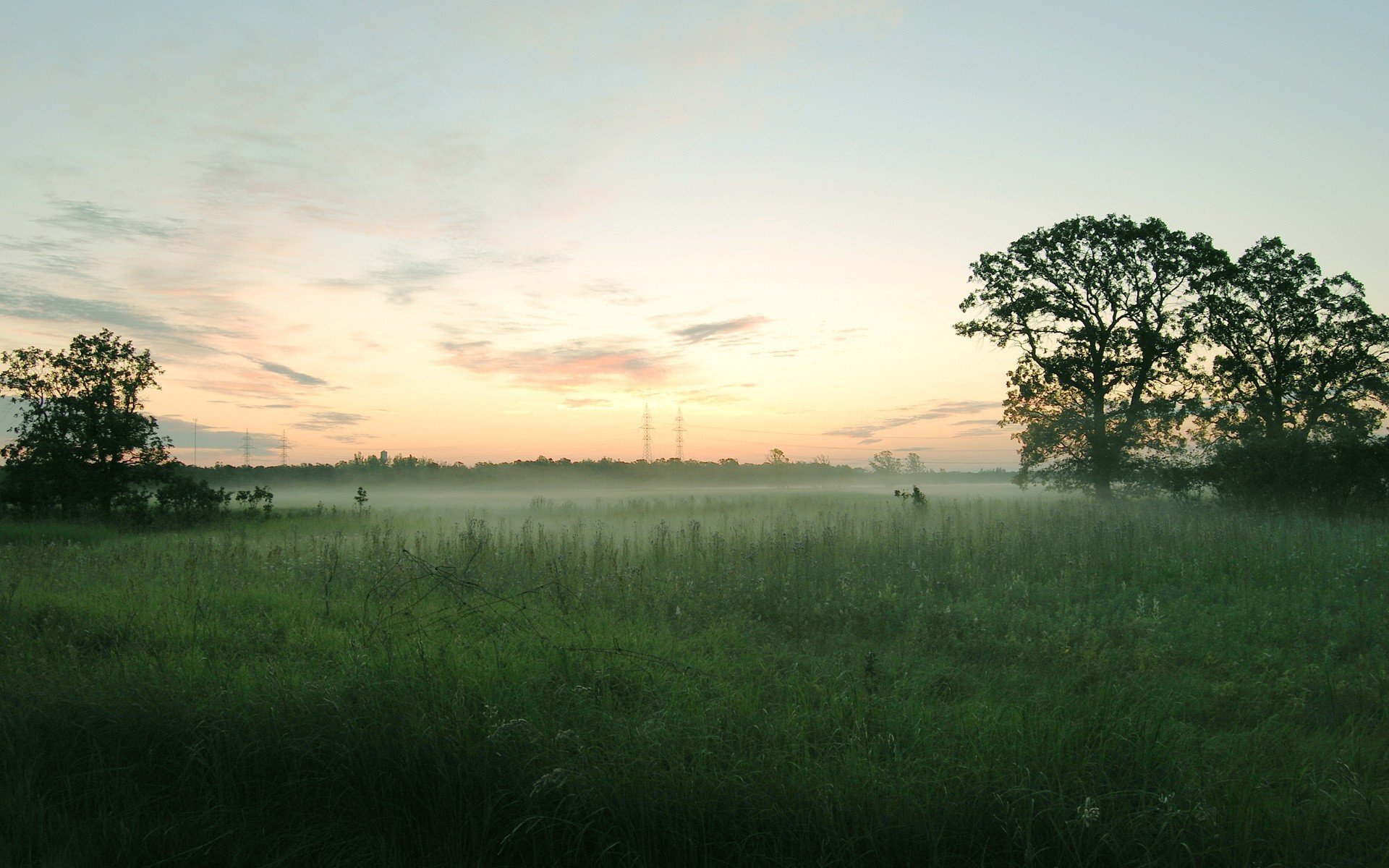 campo nebbia alberi