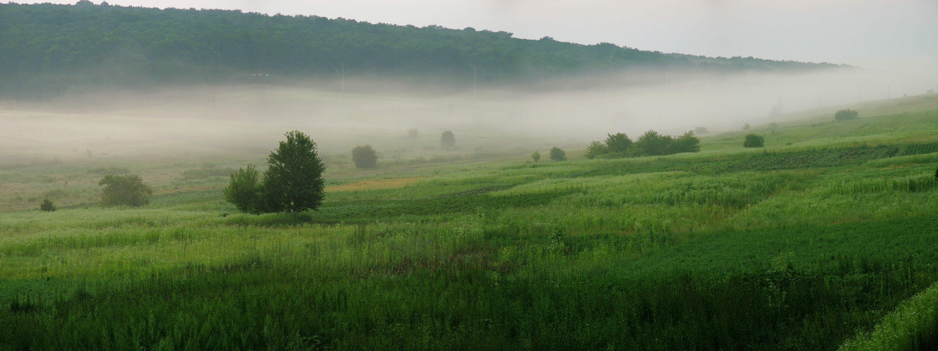 bäume gras grün nebel