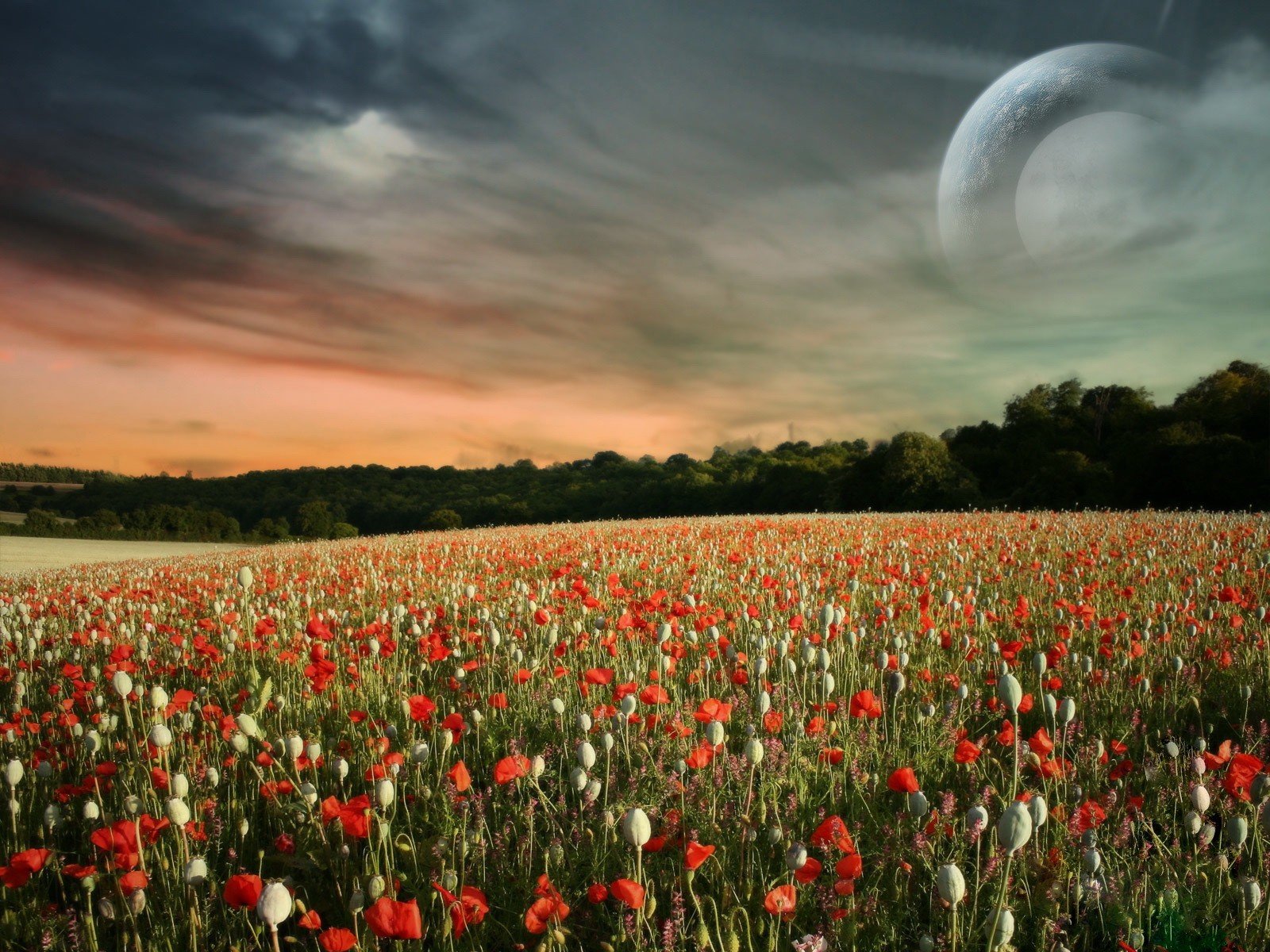 the field poppies cloud