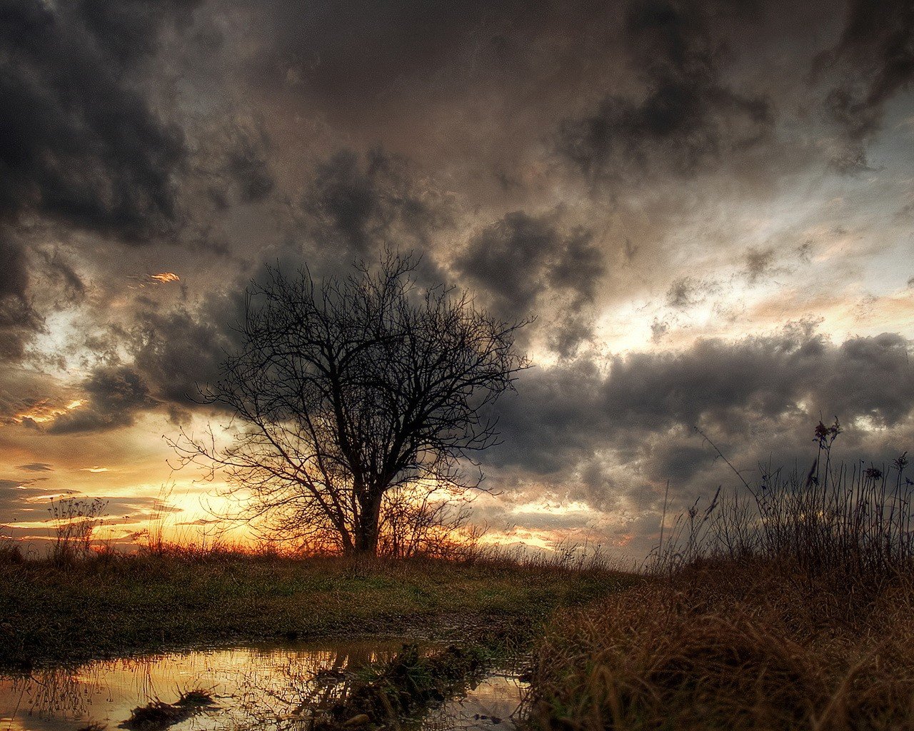 tree a pool grass cloud