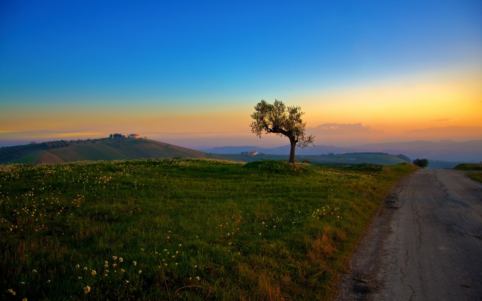 camino árbol hierba colinas mañana