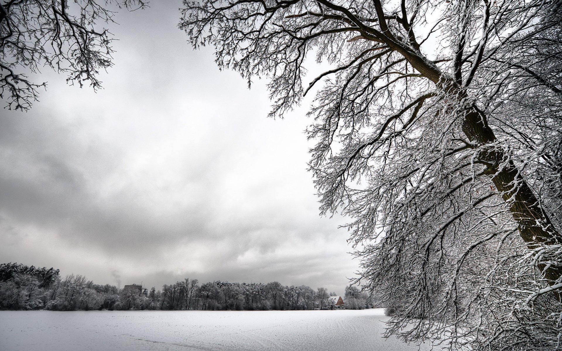 hiver neige blanc arbres