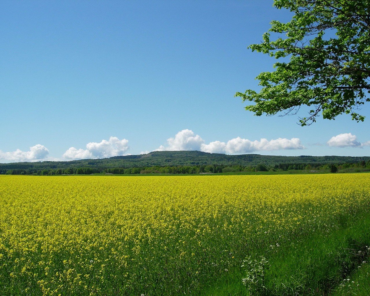 campo flores amarillo