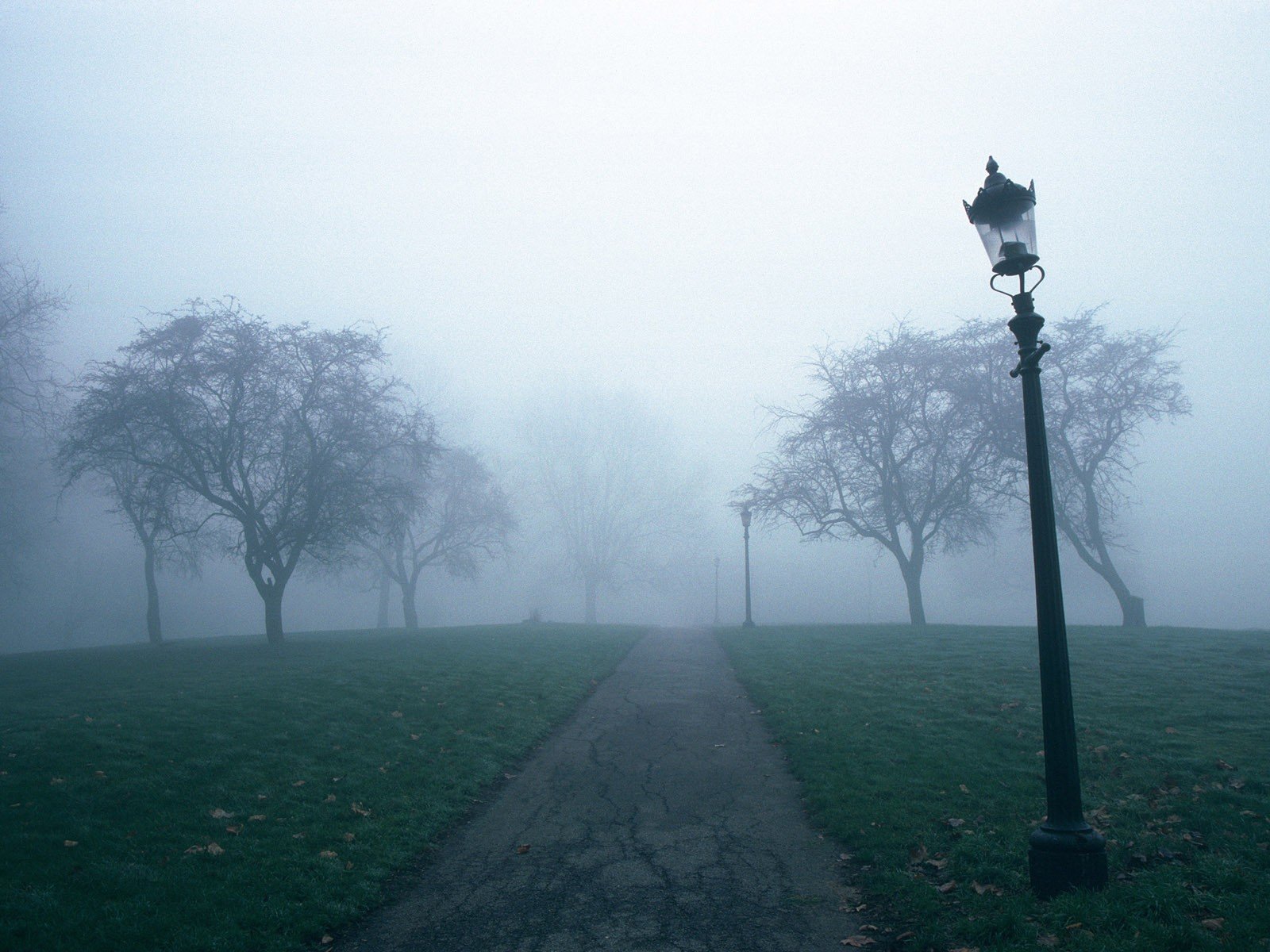 lanterne sentier arbres brouillard