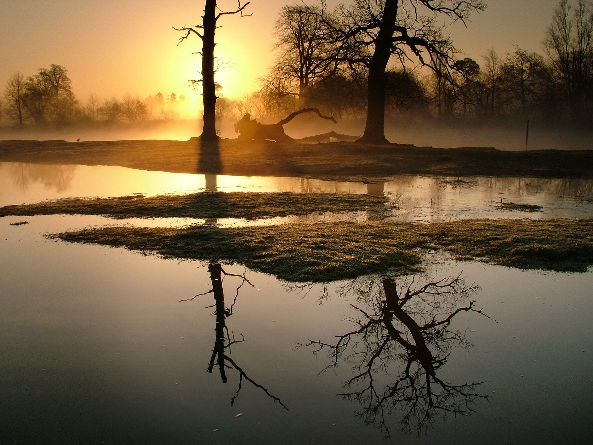 arbres brouillard matin