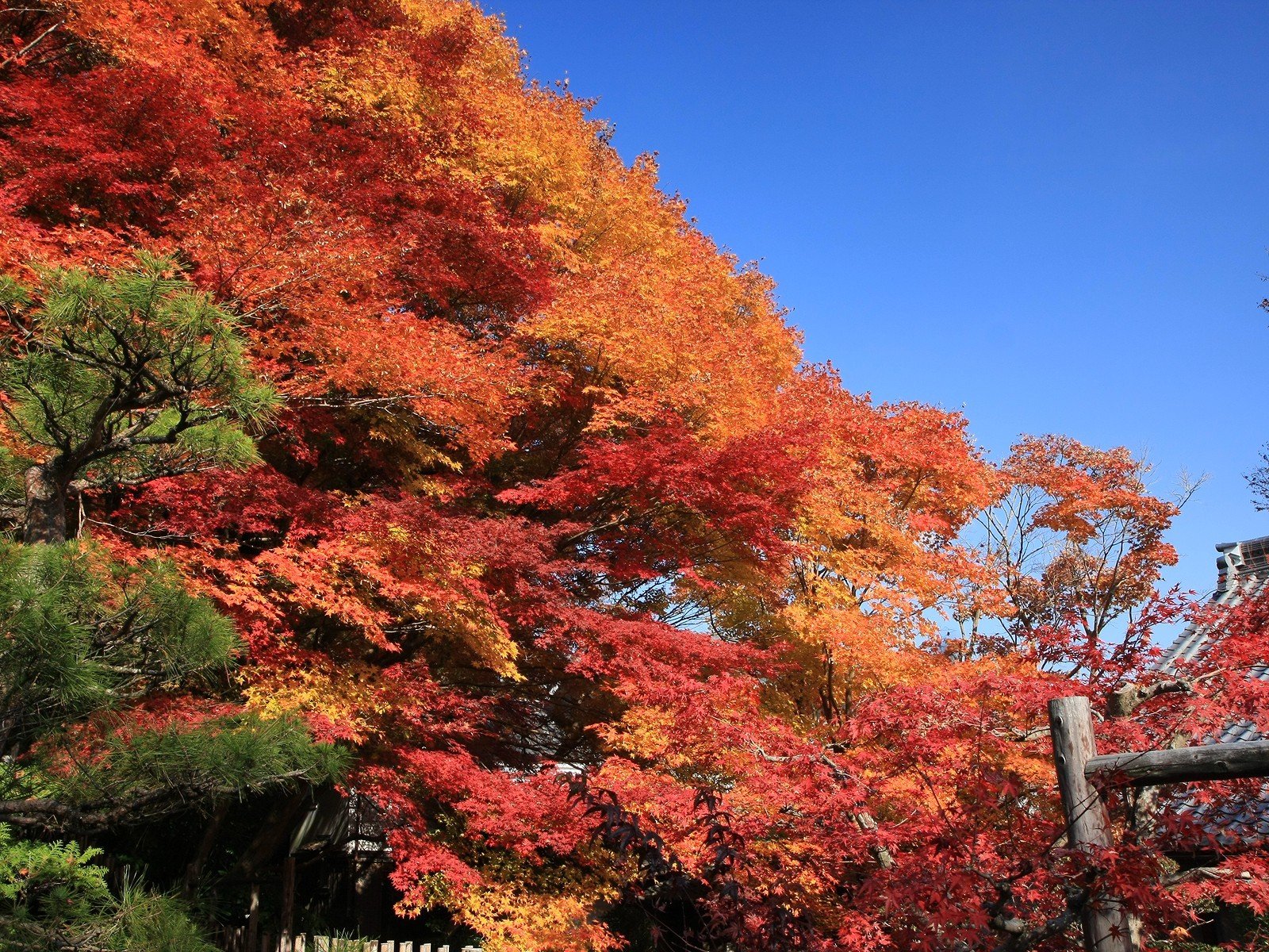 tree sky autumn leave