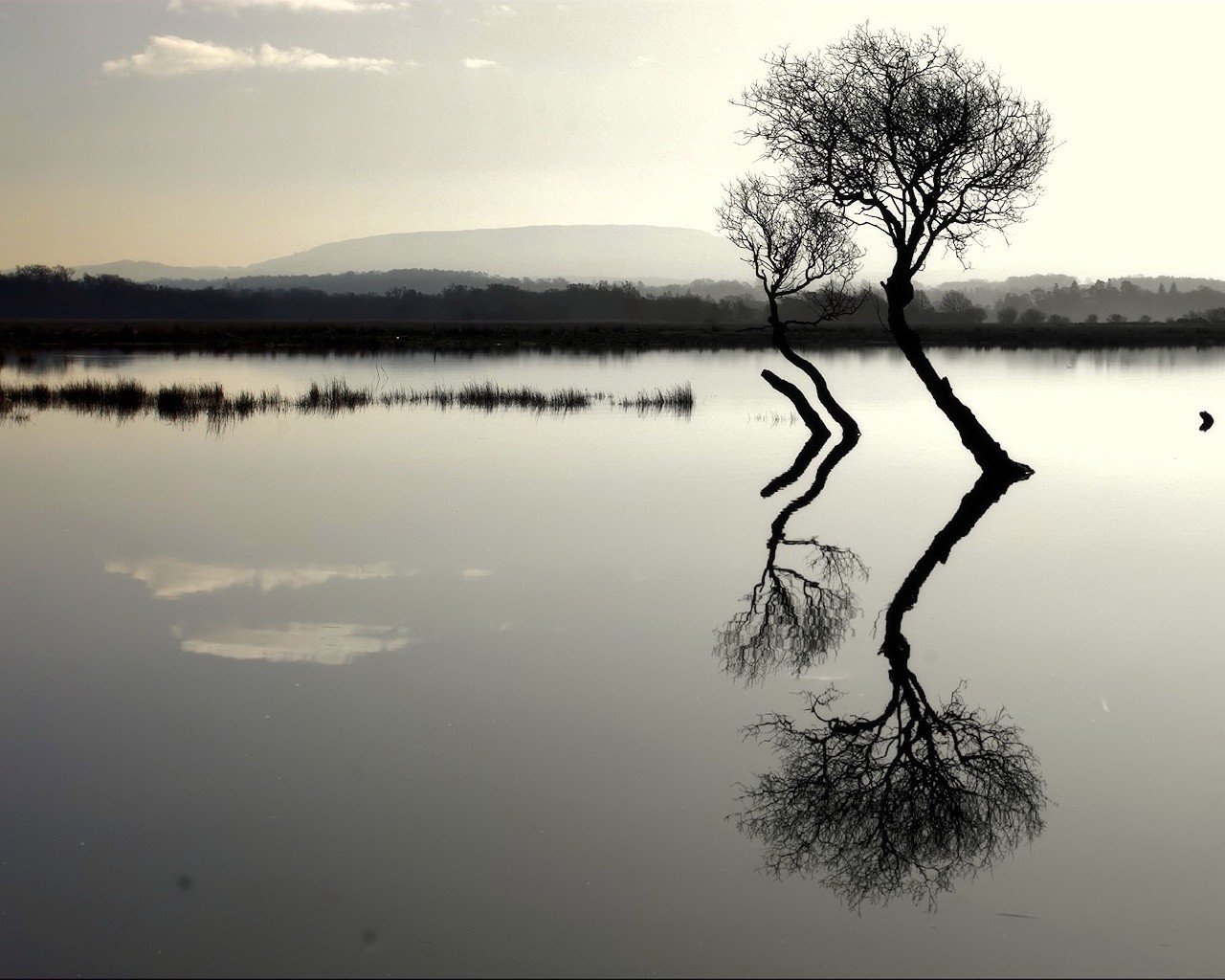 árboles lago reflexión