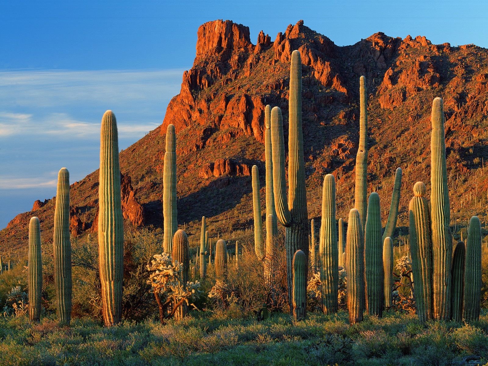 arizona kaktusy kanion alamo