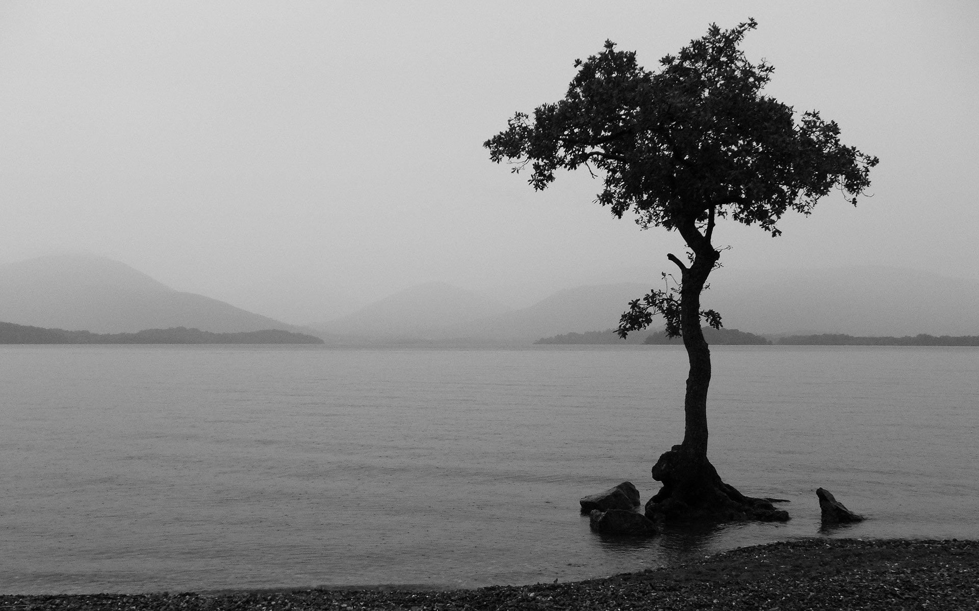 bianco e nero lago albero