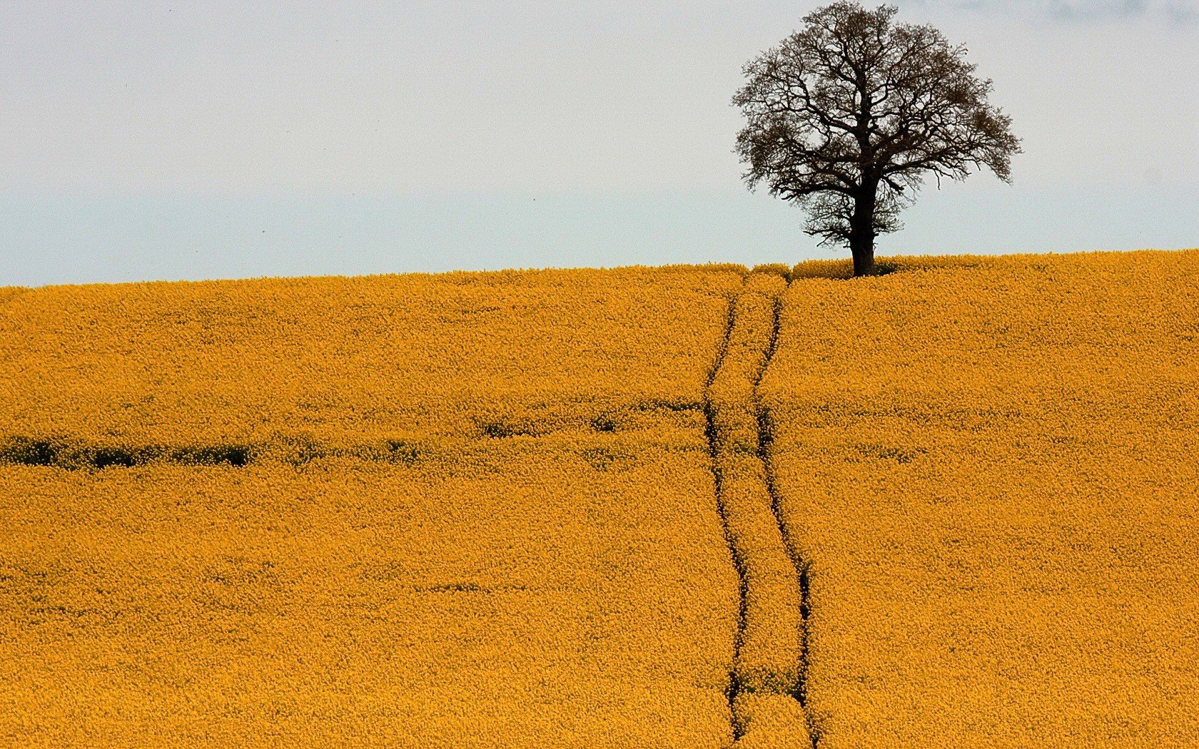 the field road tree