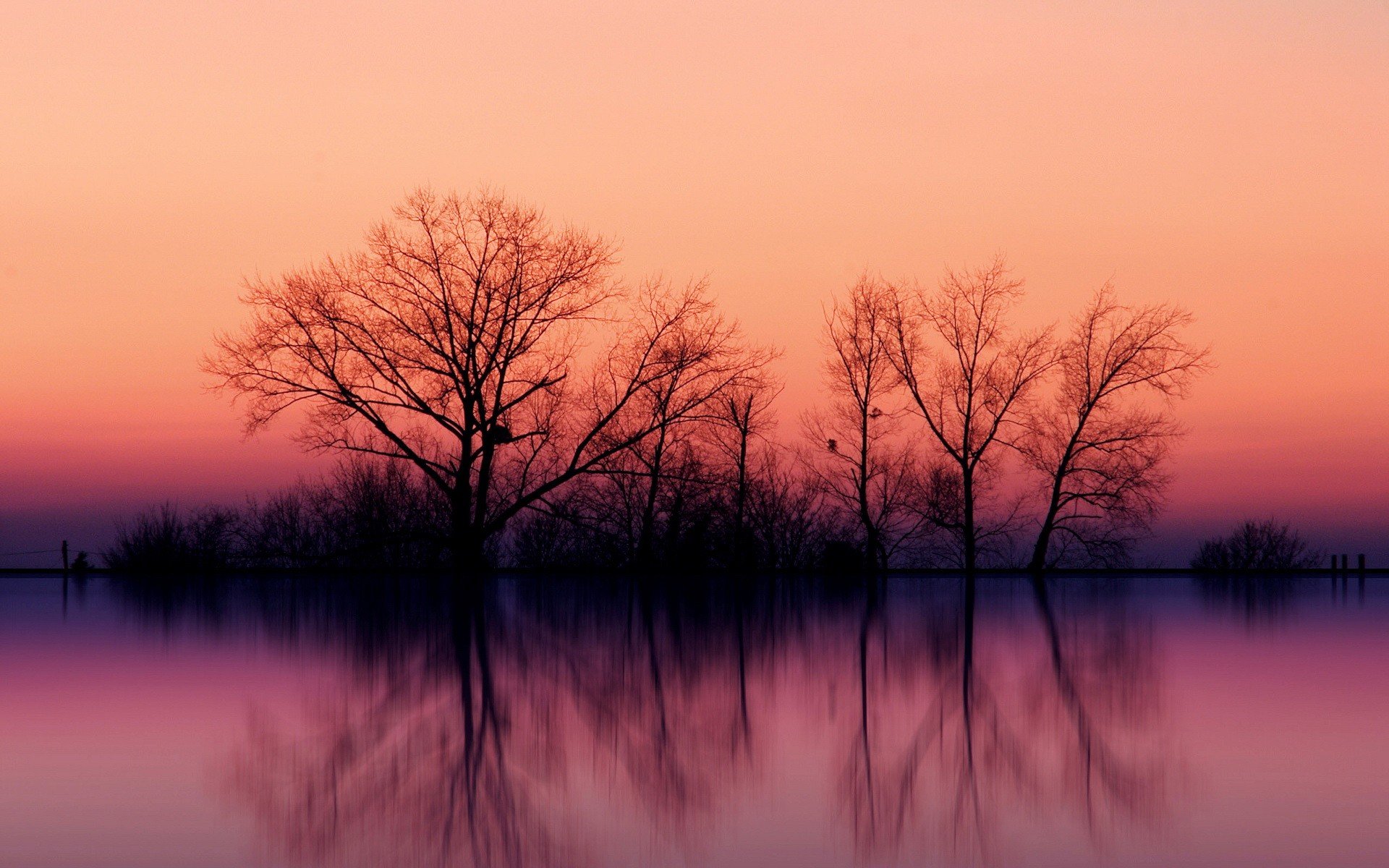 árboles reflexión puesta de sol