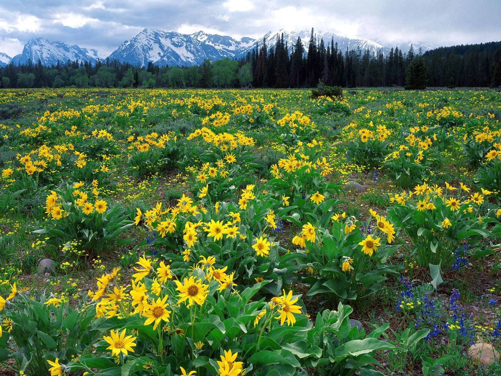 wyoming flores montañas