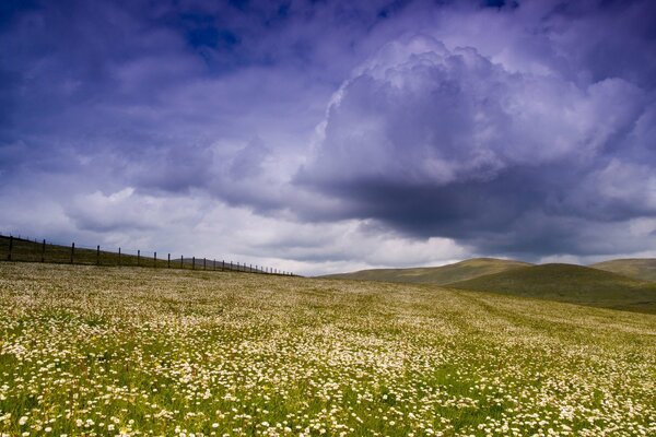 Ein Feld, das dicht mit weißen Blüten unter Gewitterwolken übersät ist