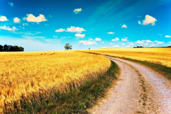 A road among golden fields under a blue sky